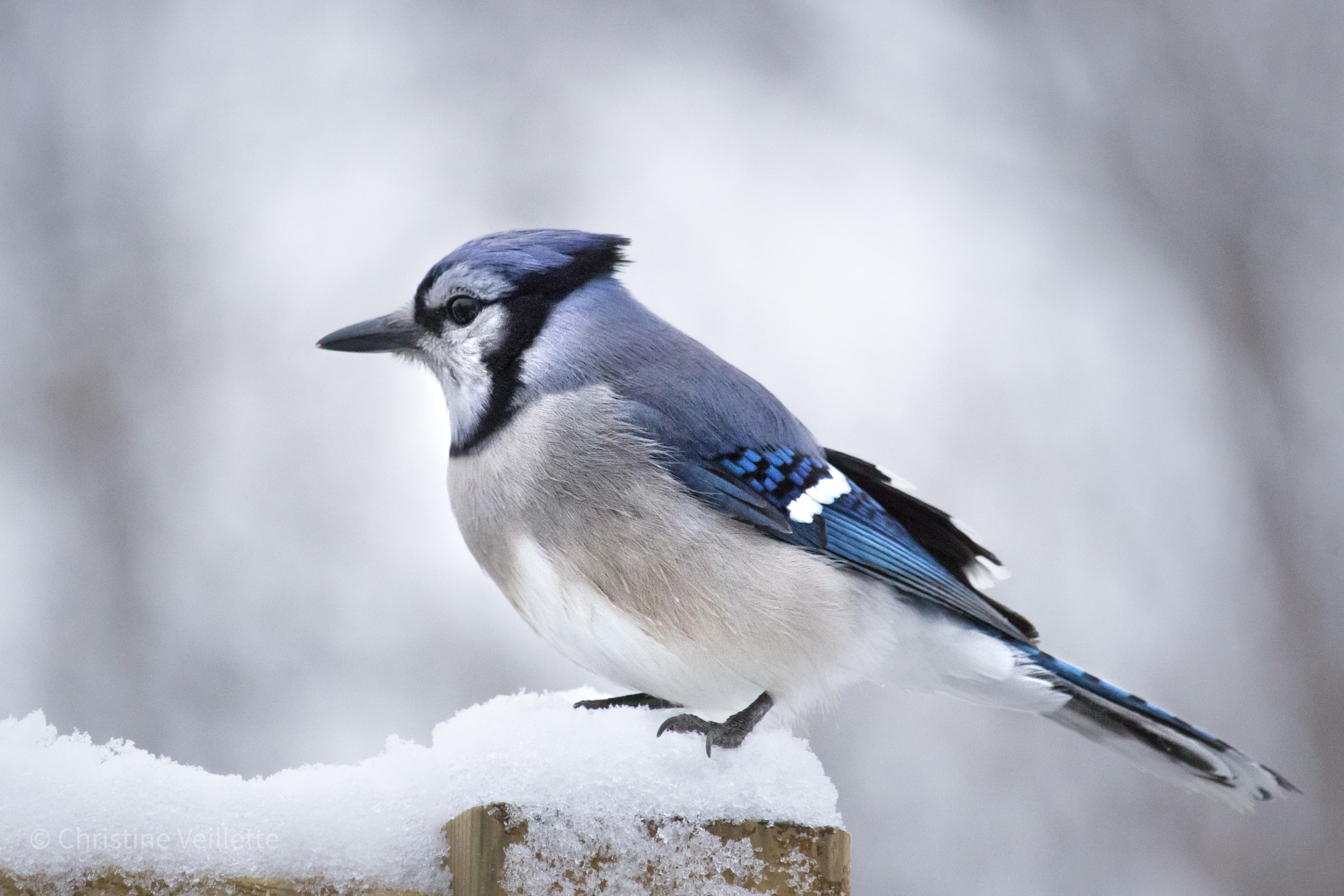 Canon EF-S 55-250mm F4-5.6 IS STM sample photo. Snow day blue jay photography