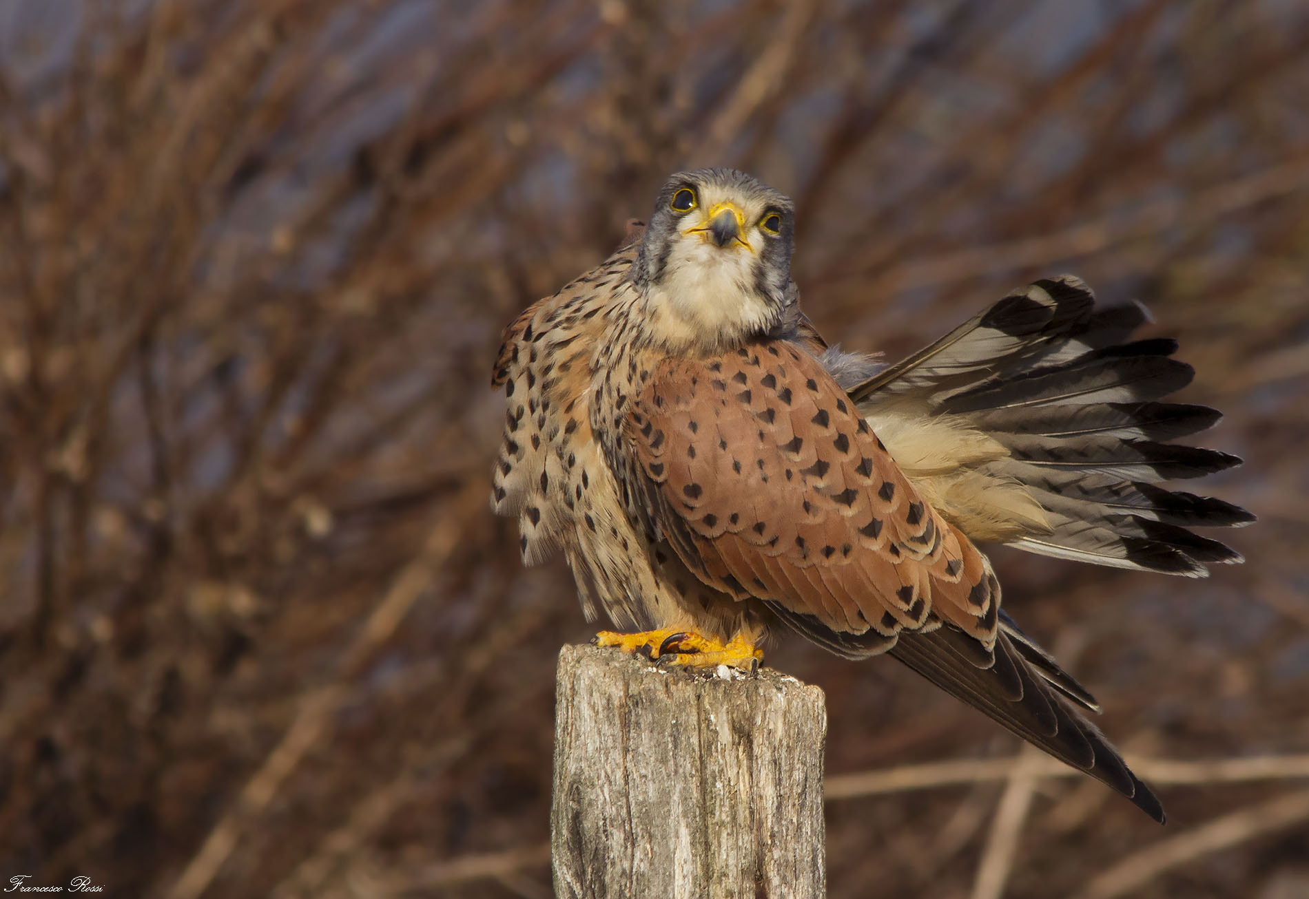 Sigma 150-500mm F5-6.3 DG OS HSM sample photo. Kestrel, gheppio  photography