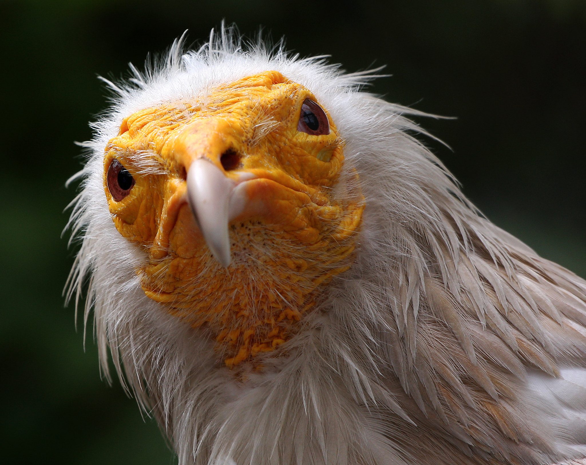 Canon EOS 40D + Canon EF 70-200mm F4L USM sample photo. Grumpy vulture photography