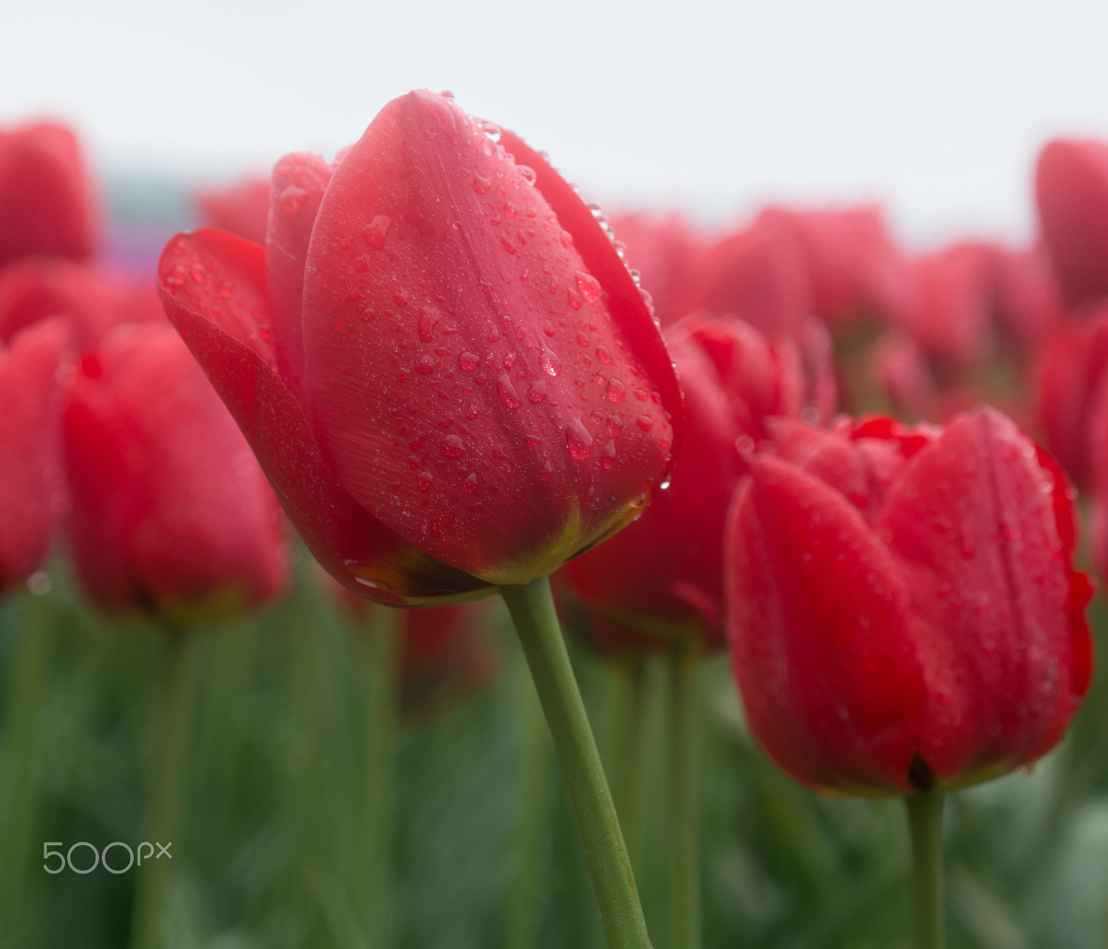 Nikon D7100 sample photo. Tulip field in the netherlands photography
