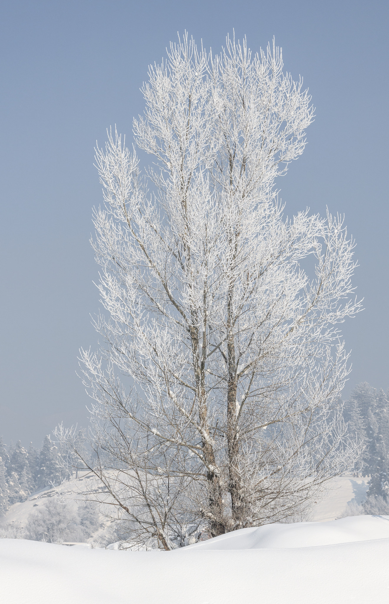 Canon EOS 760D (EOS Rebel T6s / EOS 8000D) + Canon EF 24-105mm F4L IS USM sample photo. Tree covered with hoarfrost and snow in winter on forest backgro photography
