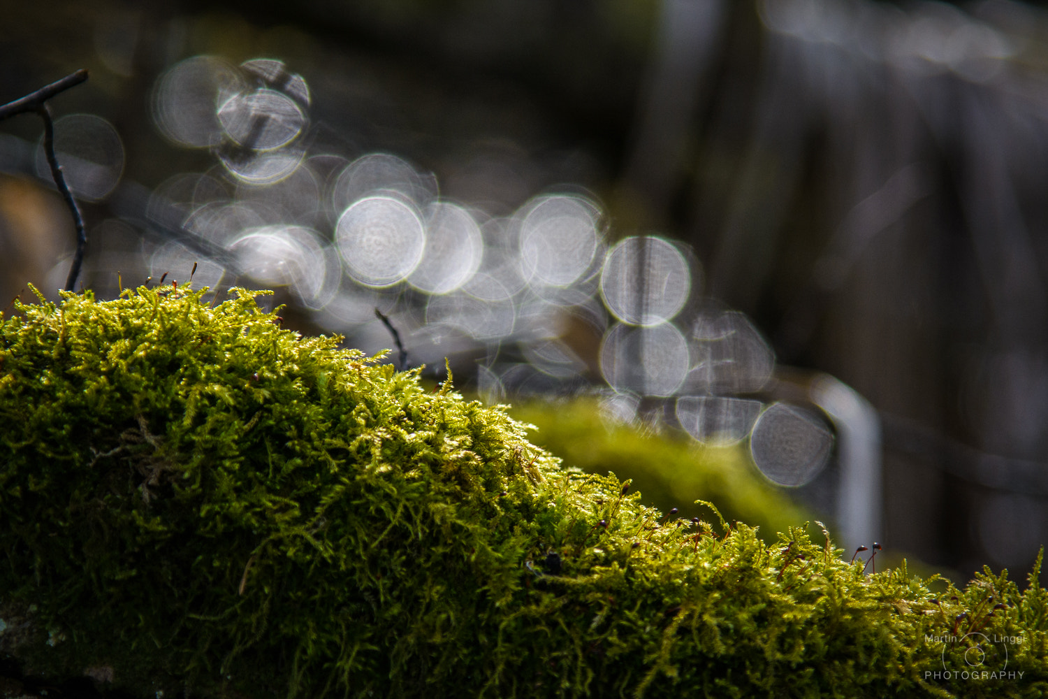 Nikon AF-S Nikkor 24-120mm F4G ED VR sample photo. Moss photography