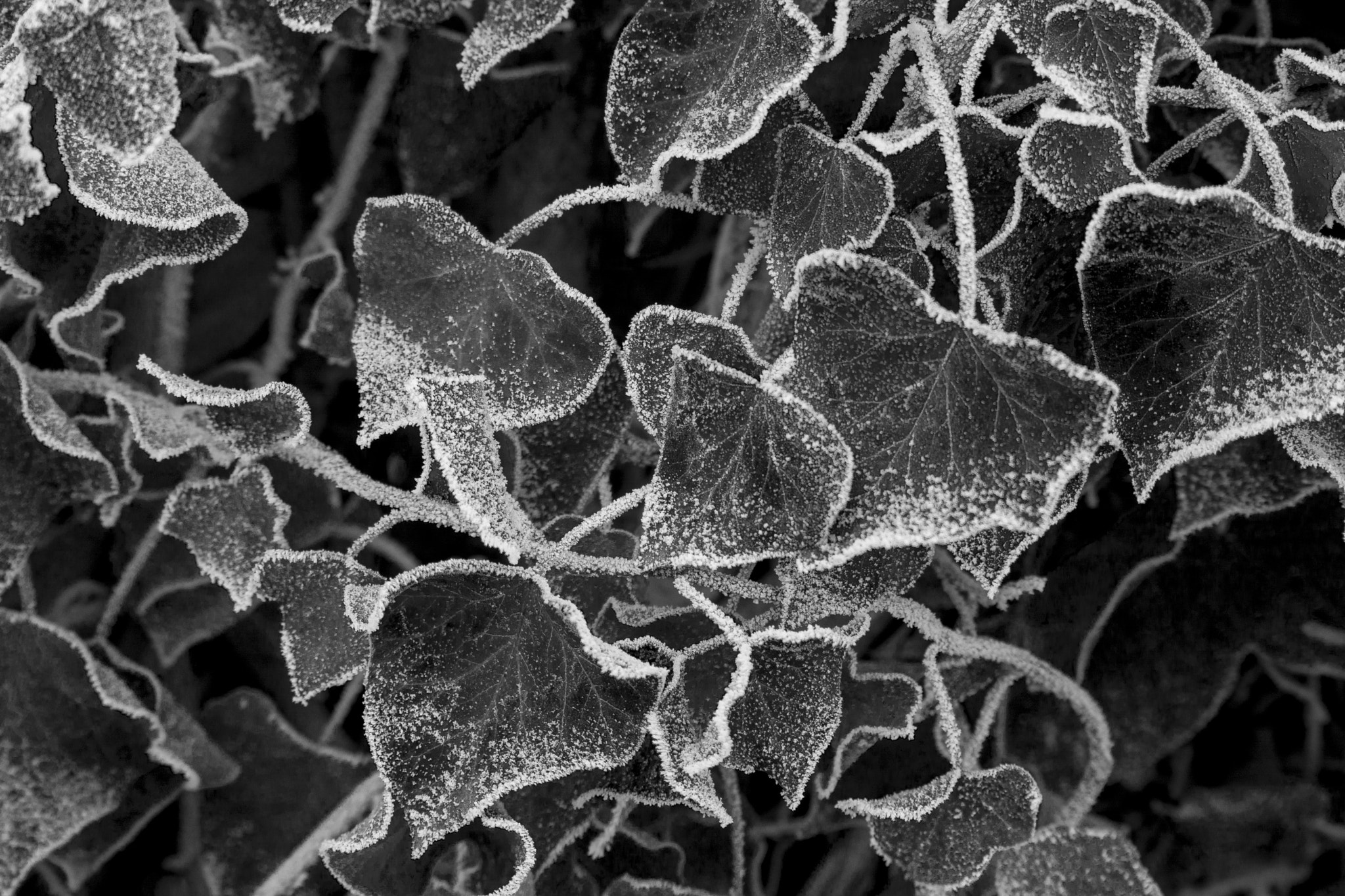 Tamron SP 24-70mm F2.8 Di VC USD sample photo. Shapes of nature photography