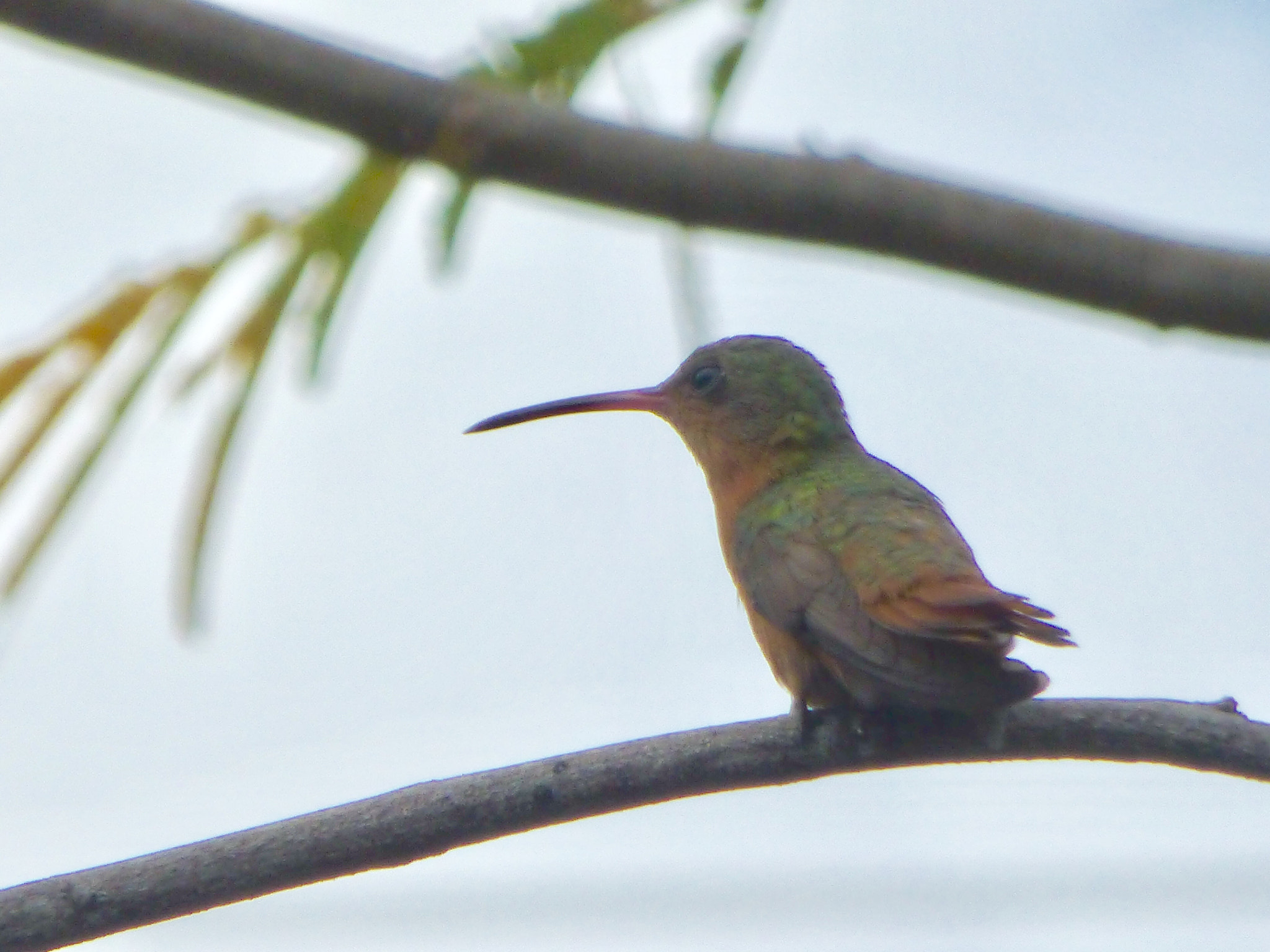 Panasonic Lumix DMC-ZS20 (Lumix DMC-TZ30) sample photo. Hummingbird photography