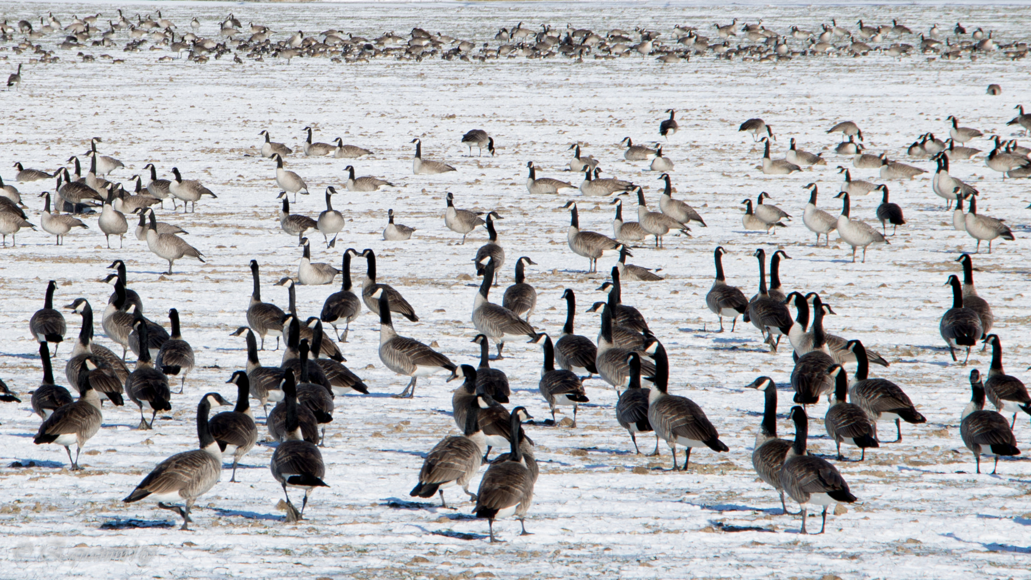 Canon EOS 750D (EOS Rebel T6i / EOS Kiss X8i) sample photo. Geese life photography