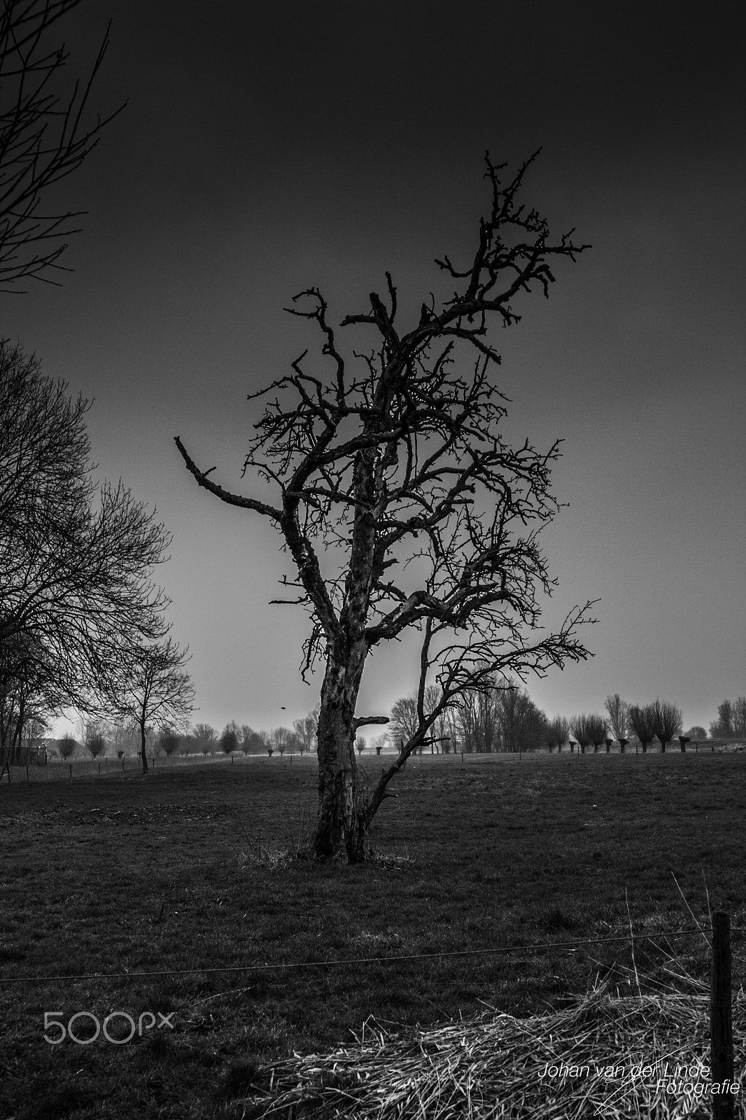Canon EOS 40D + Canon EF 24-105mm F4L IS USM sample photo. Dead tree photography