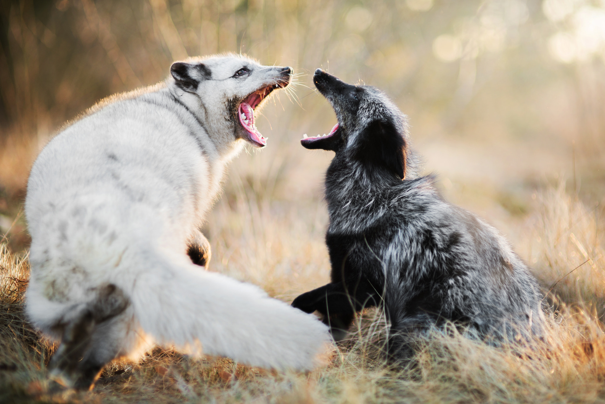 Nikon D610 + Sigma 85mm F1.4 EX DG HSM sample photo. Black fox white fox photography