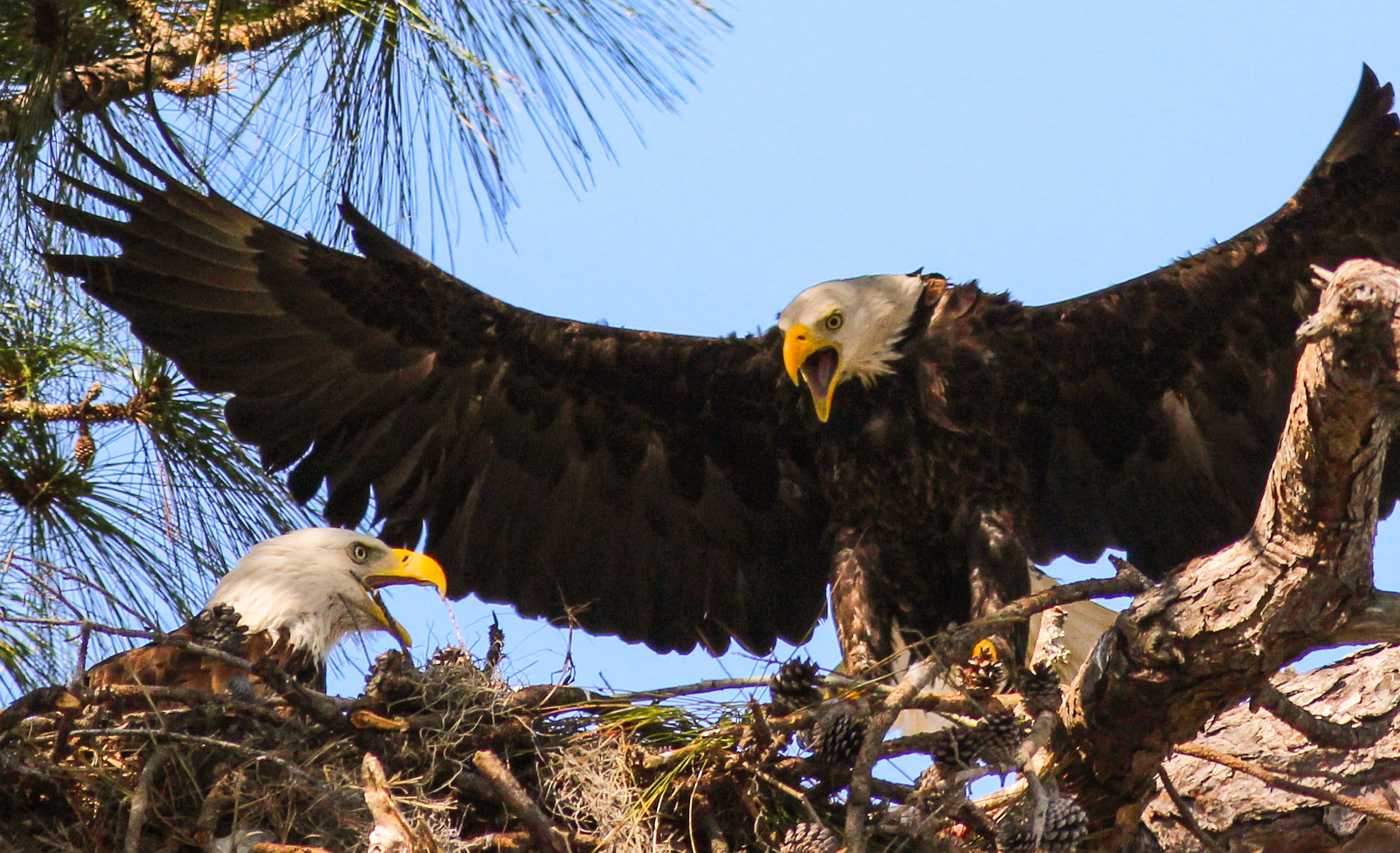 Canon EF 400mm F5.6L USM sample photo. Heads up photography