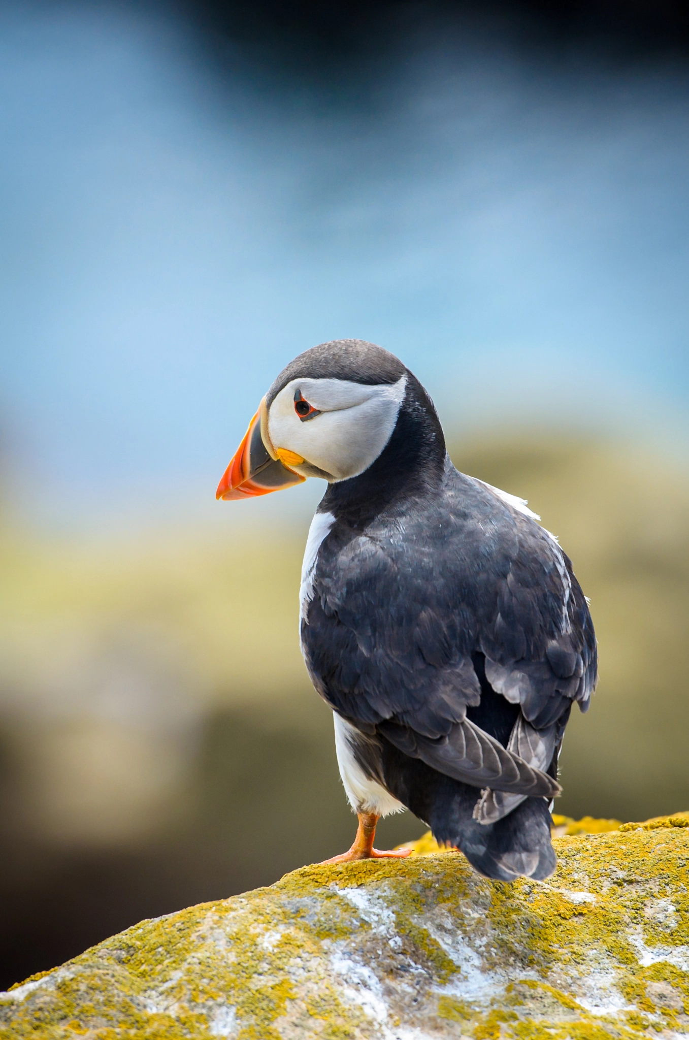 Nikon AF-S Nikkor 70-200mm F2.8G ED VR II sample photo. Puffin on great saltee island photography