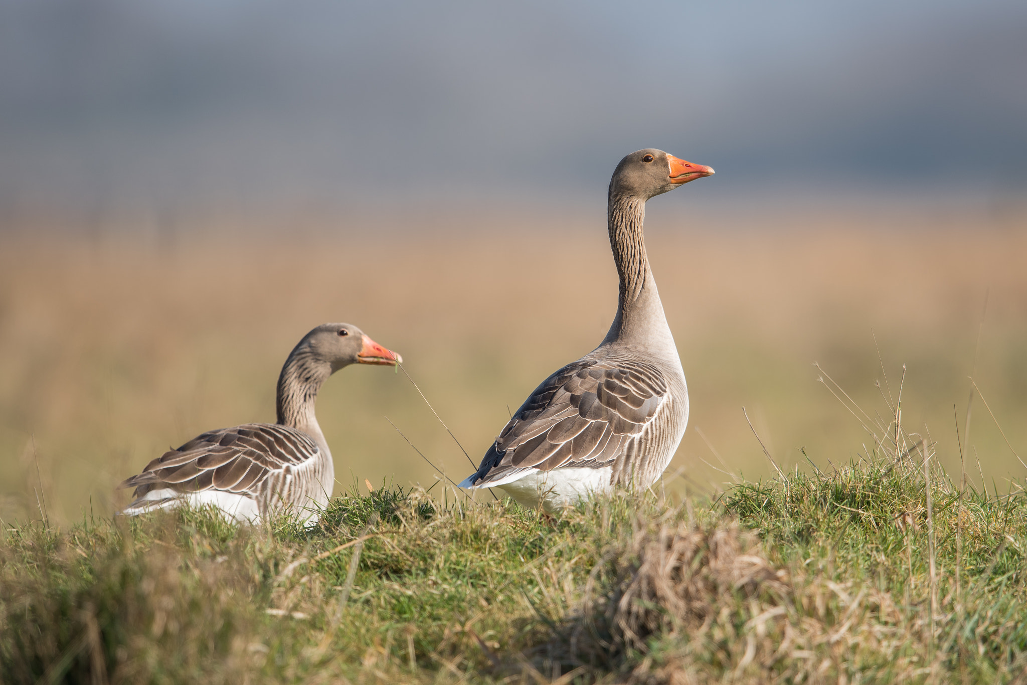 Nikon D810 + Nikon AF-S Nikkor 600mm F4G ED VR sample photo. Oie cendrée photography