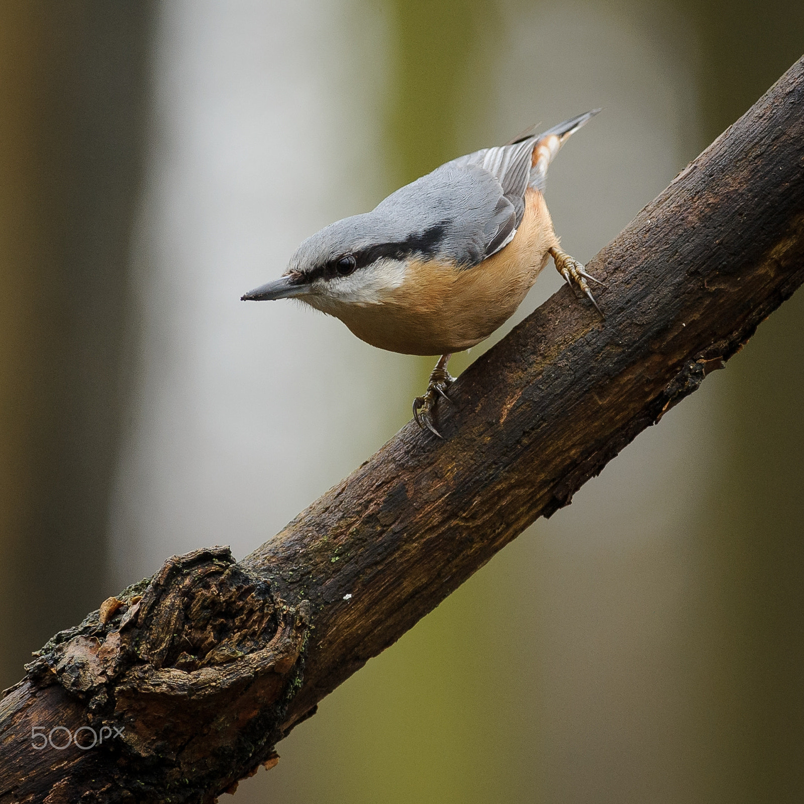 Nikon D3S + Nikon AF-S Nikkor 300mm F2.8G ED VR II sample photo. Sitta europea photography