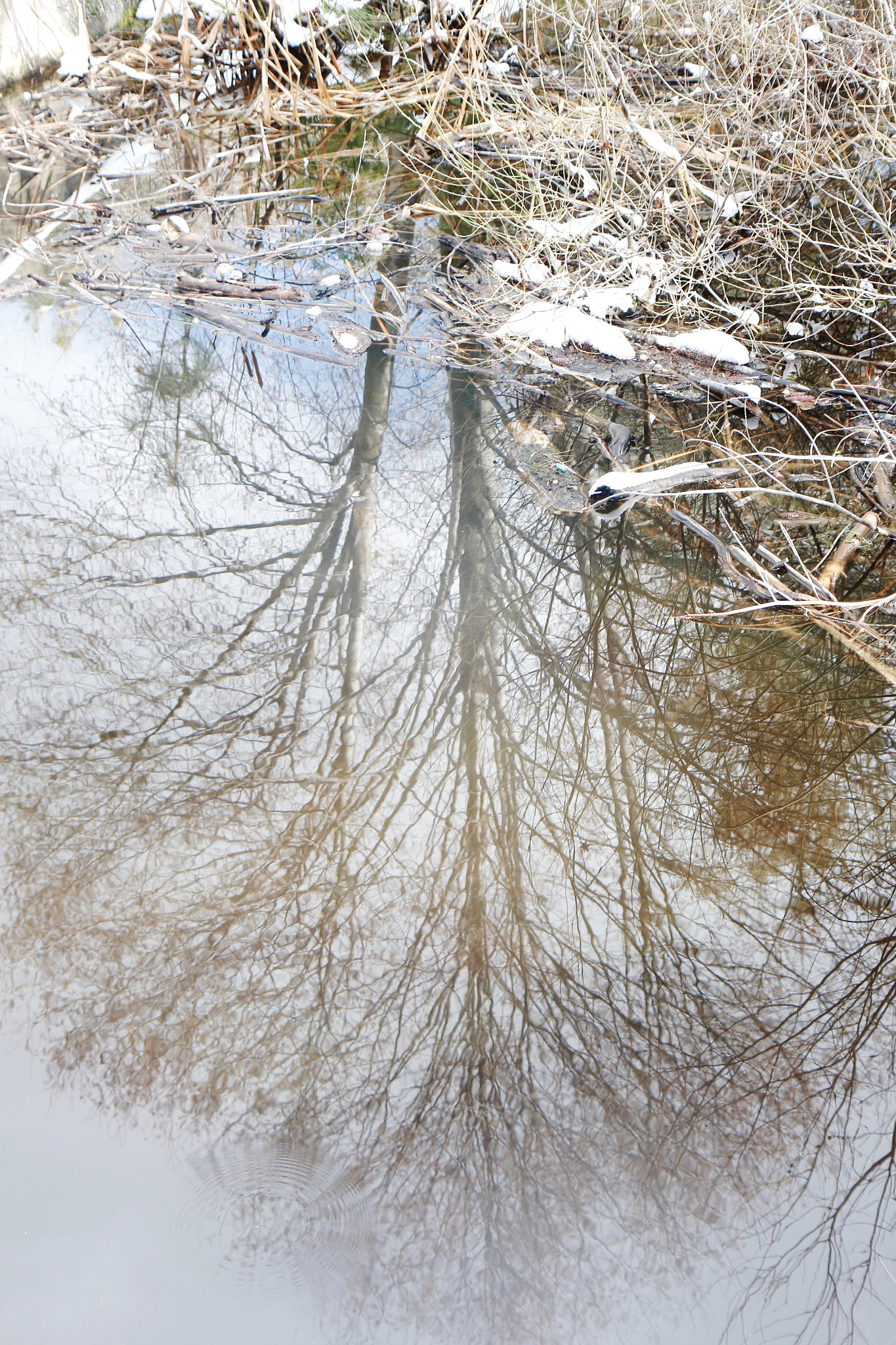 Canon EOS 700D (EOS Rebel T5i / EOS Kiss X7i) + Canon EF-S 17-55mm F2.8 IS USM sample photo. Winter reflection vibes. photography