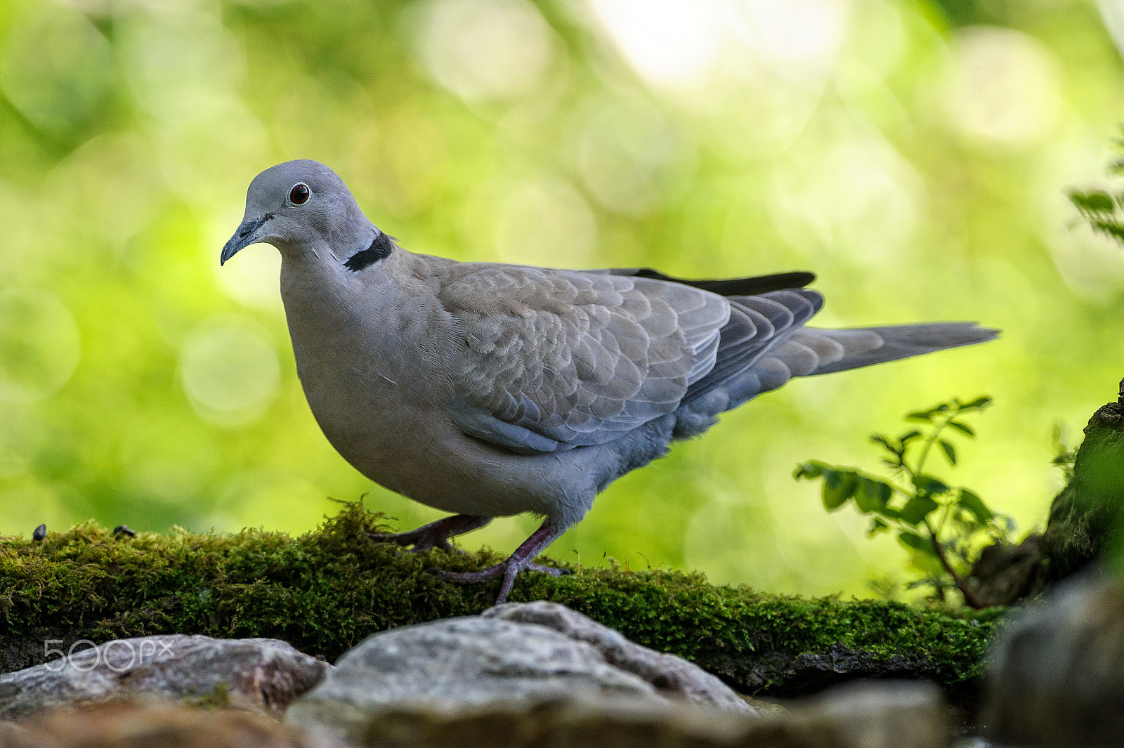 Nikon AF-S Nikkor 300mm F2.8G ED VR II sample photo. Turtledove photography