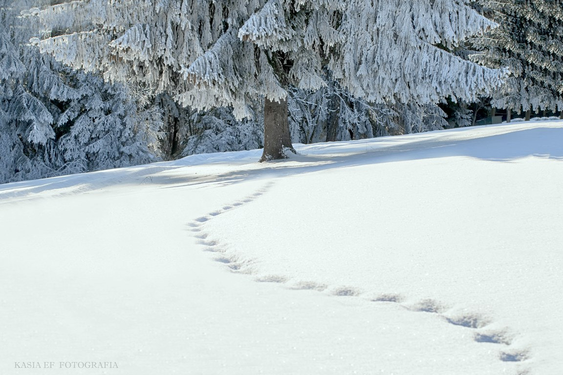 Nikon D300 sample photo. ... photography