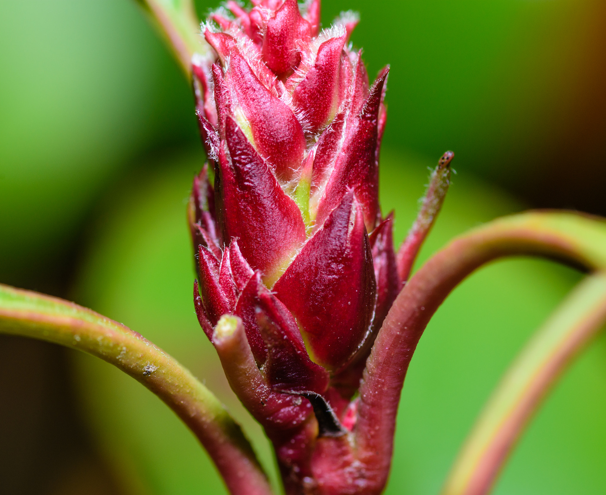 Tokina AT-X Pro 100mm F2.8 Macro sample photo. Photinia see spring photography