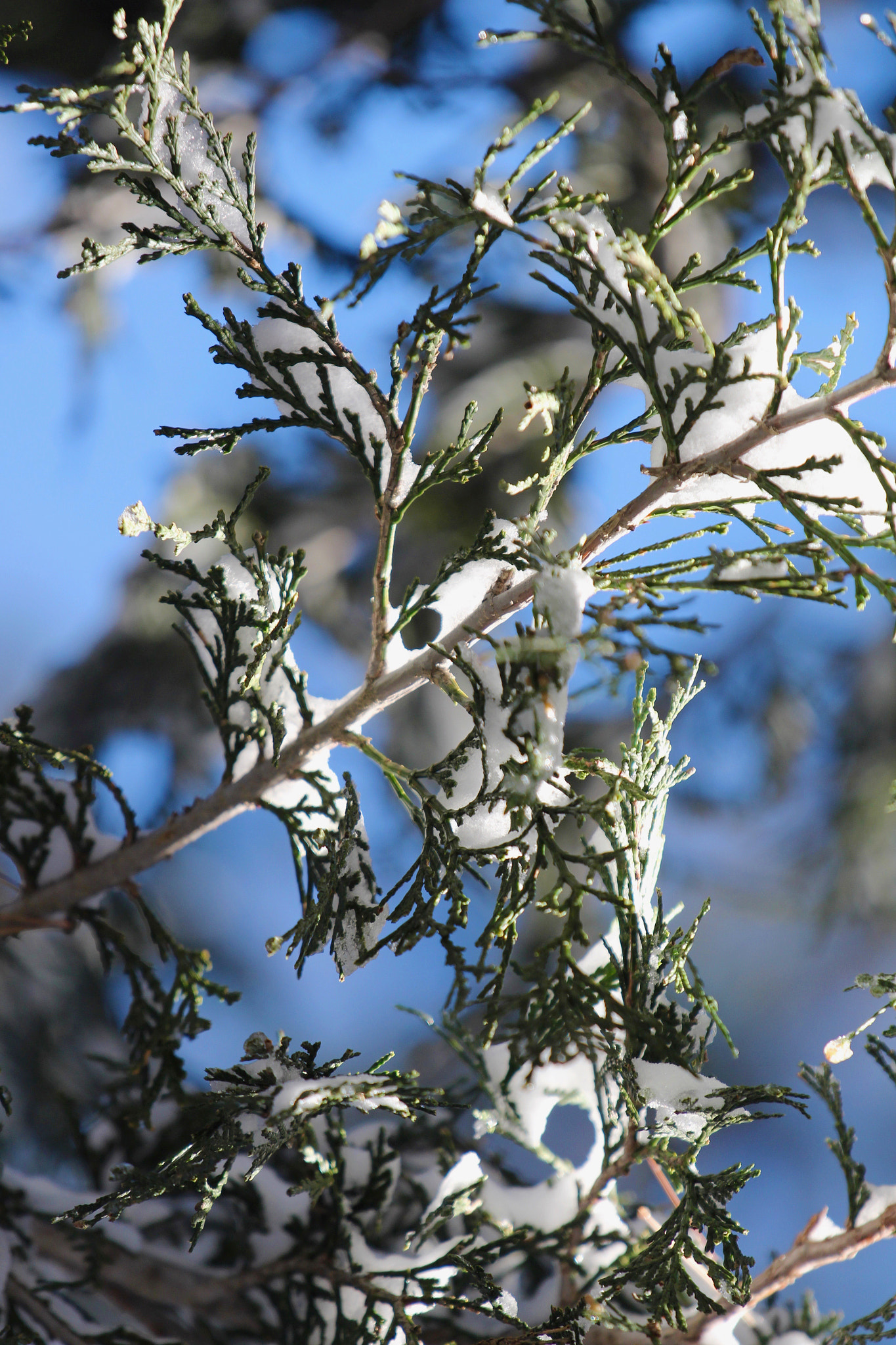 Canon EF 70-200mm F4L IS USM sample photo. For the love of trees. photography