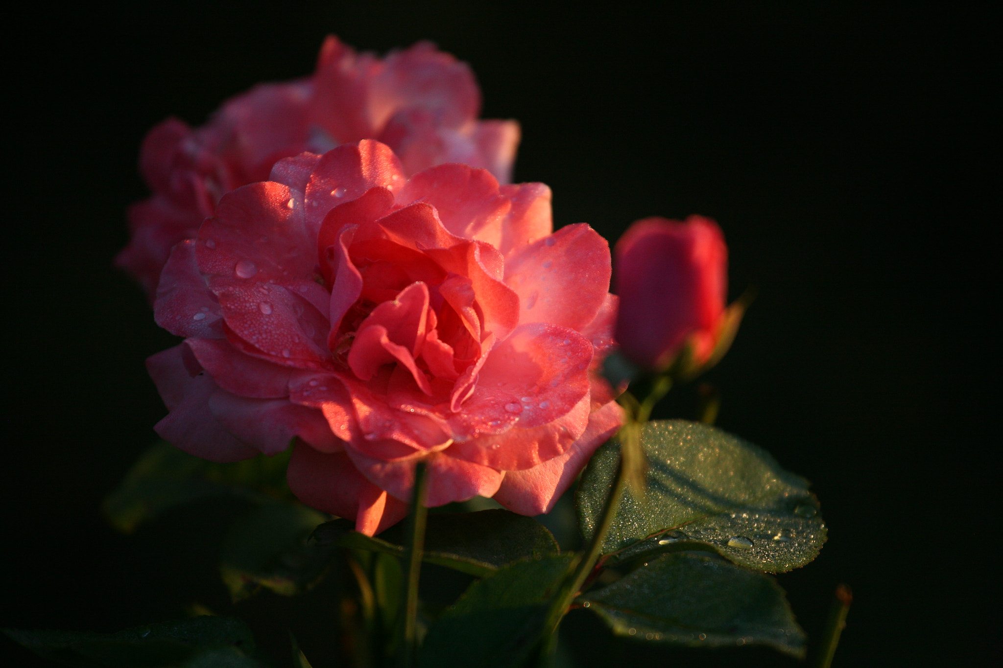 Canon EOS 5D + Canon EF 70-200mm F4L IS USM sample photo. Rose in the warm light of sunrise photography