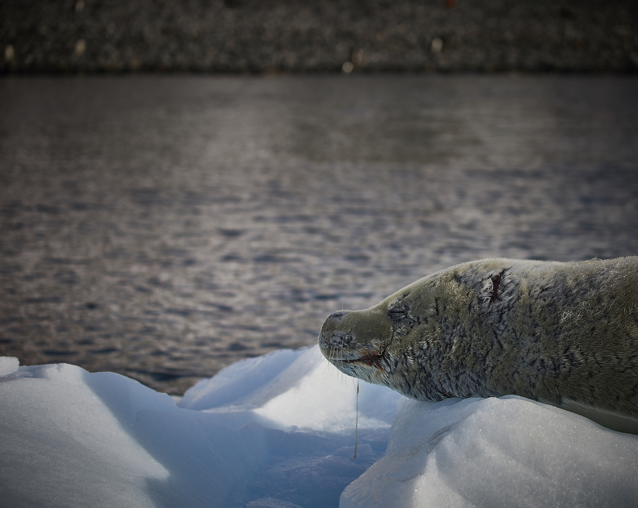 Canon EF 70-300mm F4-5.6L IS USM sample photo. Dreaming of penguins photography