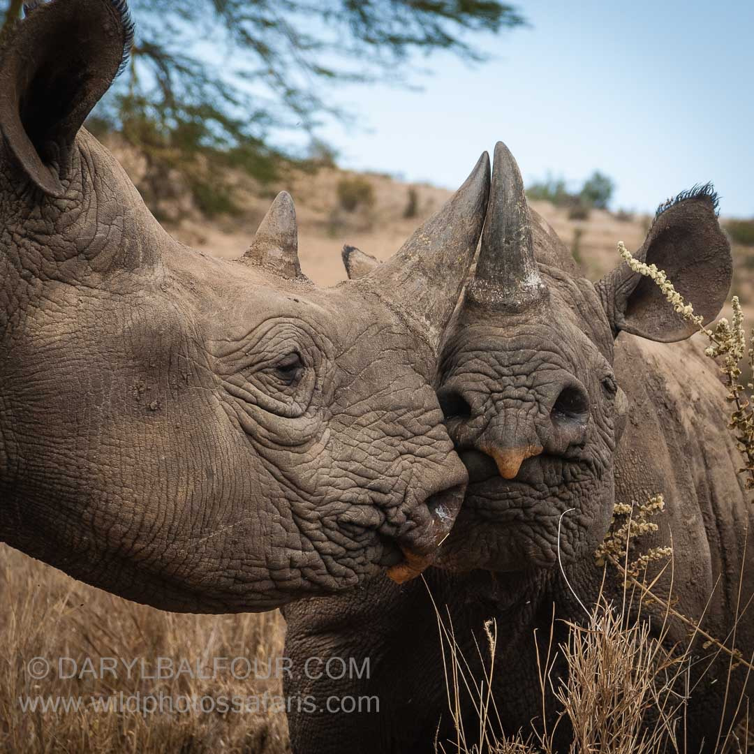 Nikon D2X sample photo. Black rhinos nuzzling. photography