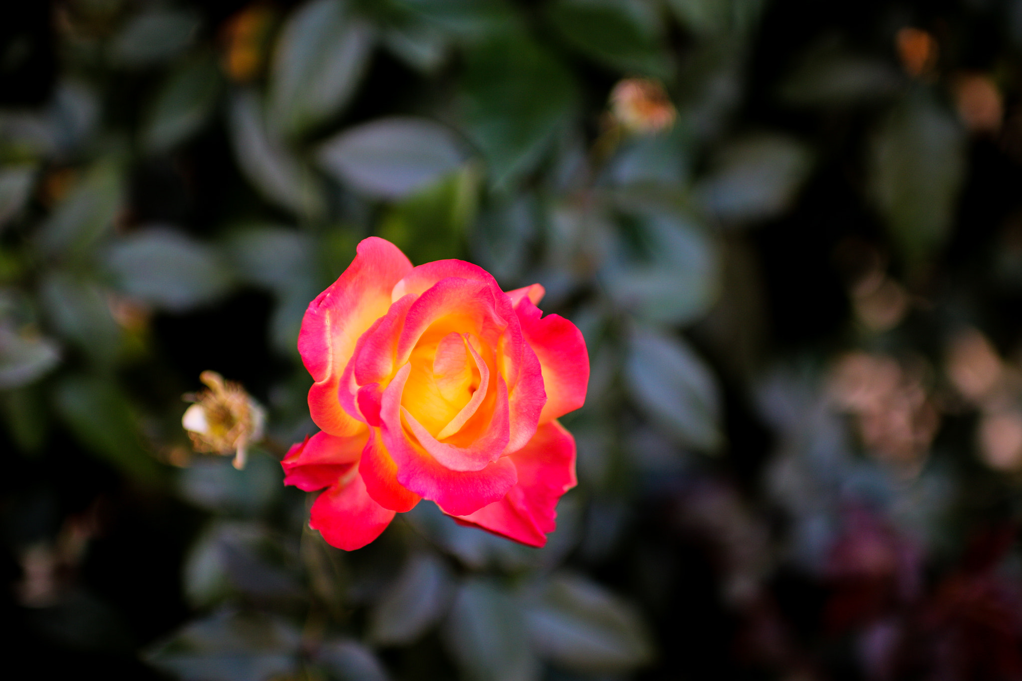 Sigma 30mm F1.4 EX DC HSM sample photo. Rose photography