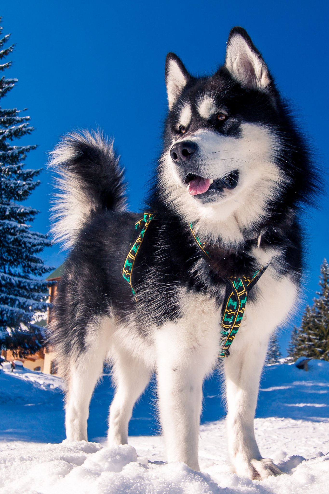 Canon EF-S 10-22mm F3.5-4.5 USM sample photo. Denzel the malamute photography
