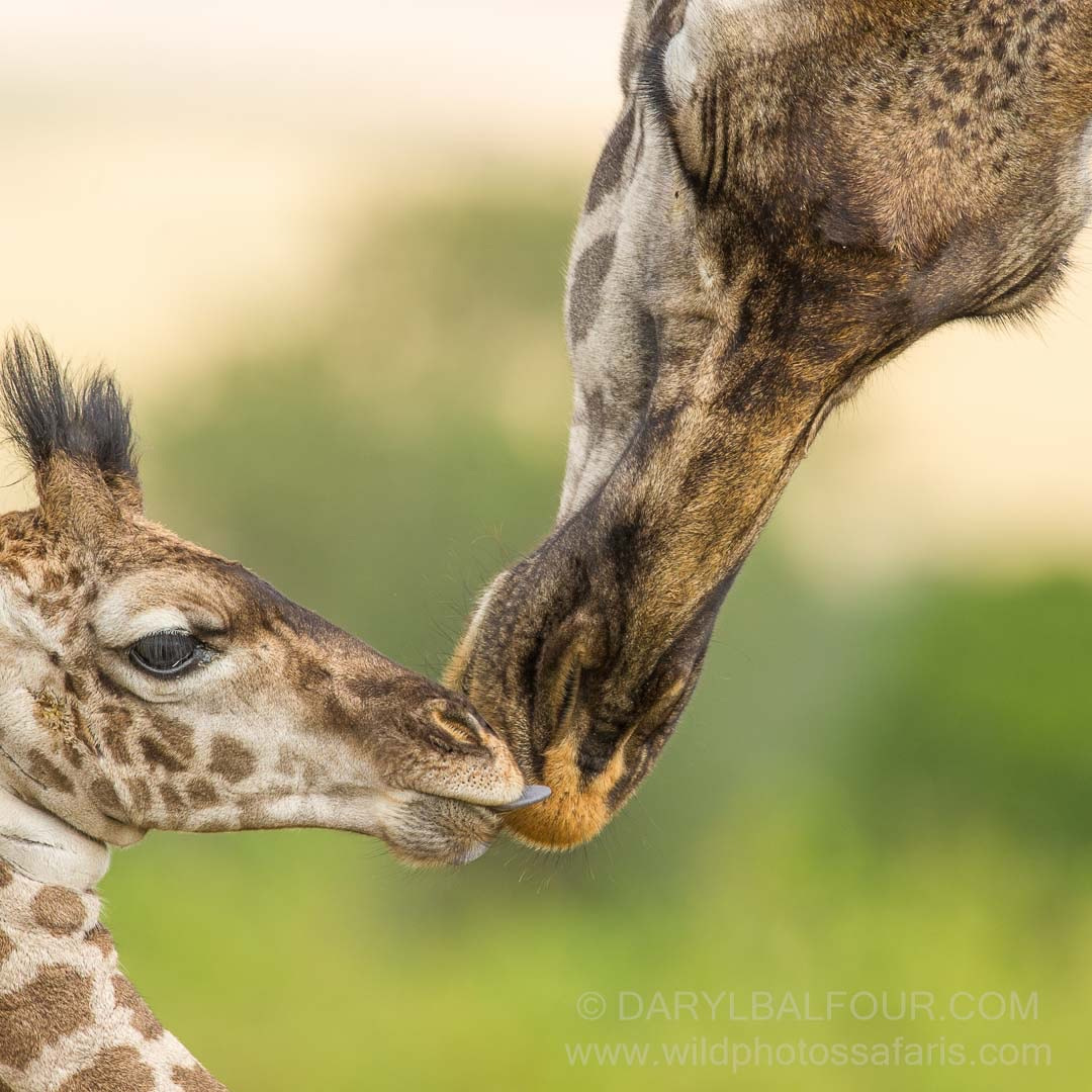 Nikon D3S sample photo. Giraffe kiss photography