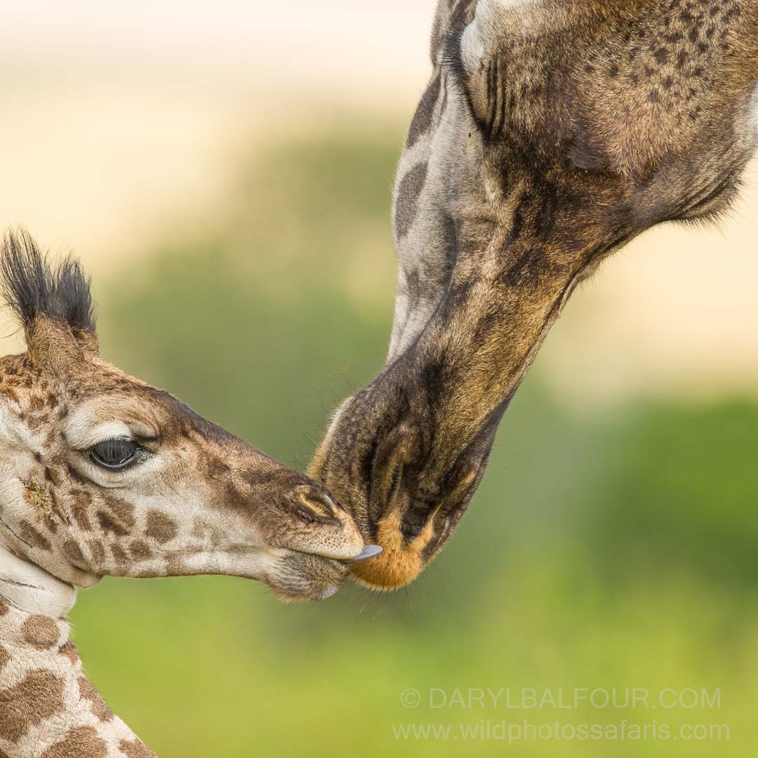 Nikon D3S + Nikon AF-S Nikkor 600mm F4G ED VR sample photo. Giraffe kiss photography