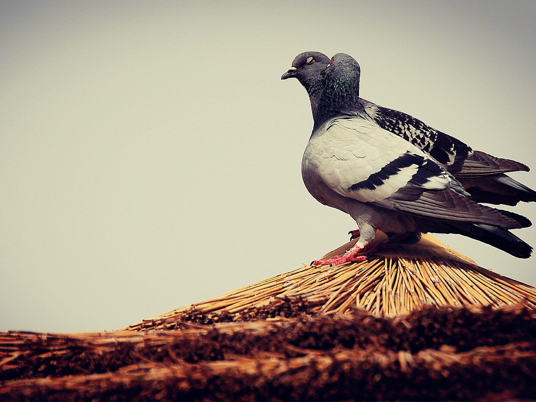 Nikon D50 sample photo. Love story photography