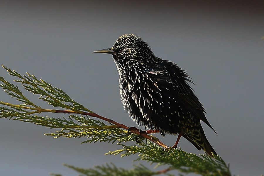Canon EF 600mm f/4L IS sample photo