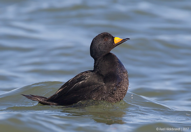 Canon EF 500mm F4L IS USM sample photo. Proud scoter photography
