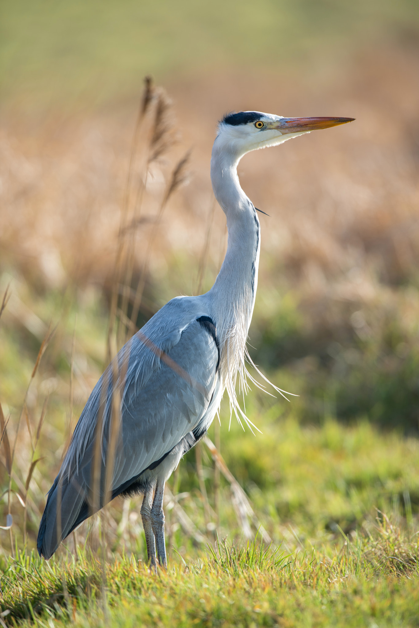 Nikon D810 + Nikon AF-S Nikkor 600mm F4G ED VR sample photo. Héron photography