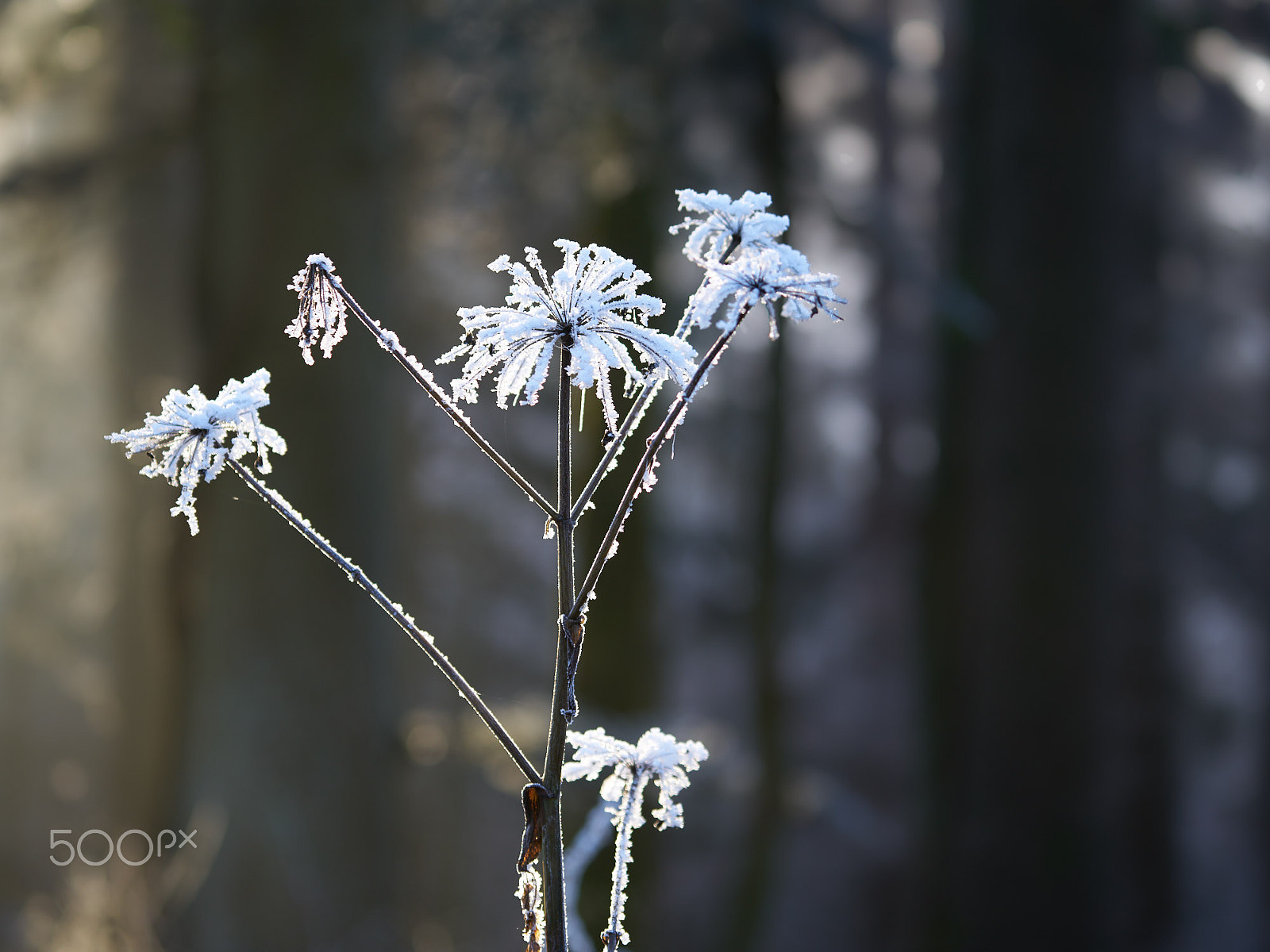Sony a7R II sample photo. Frosty umbels photography