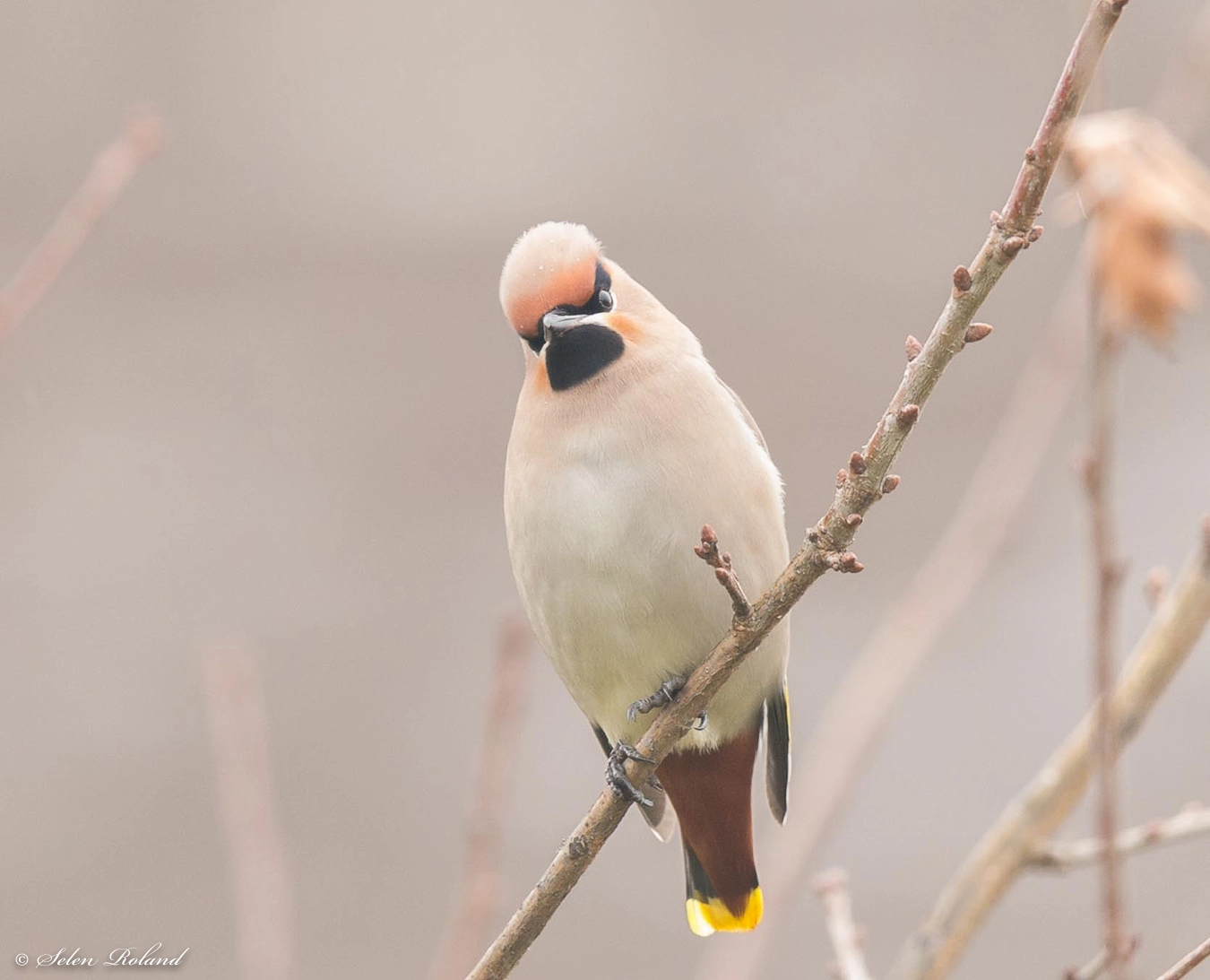 Nikon D4 + Nikon AF-S Nikkor 500mm F4G ED VR sample photo. Pestvogel - photography