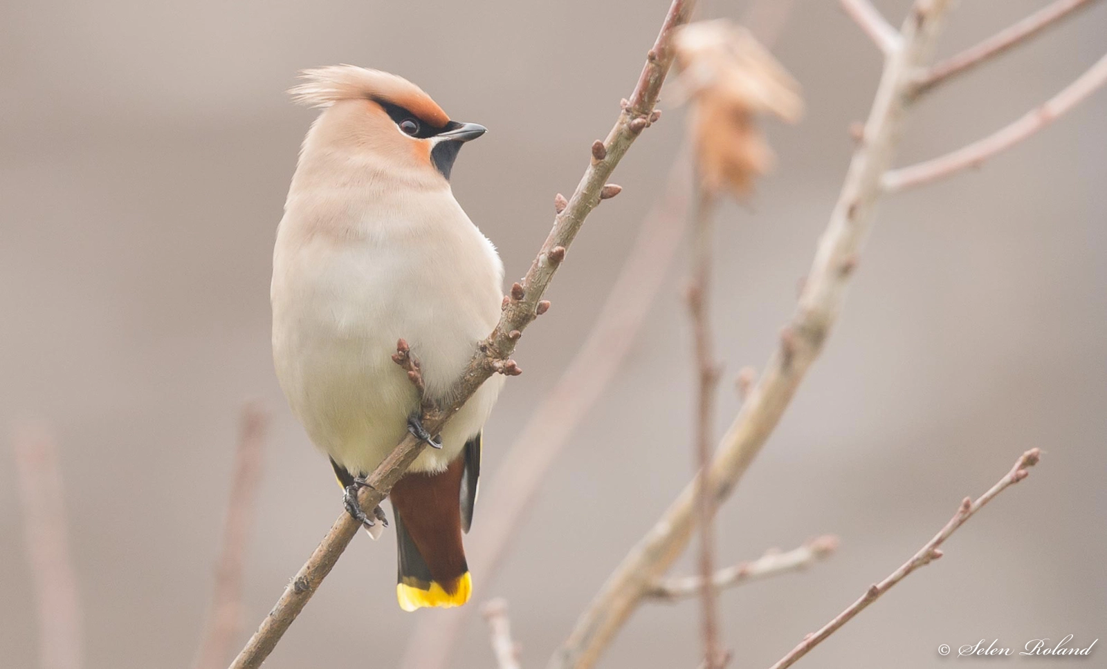 Nikon D4 + Nikon AF-S Nikkor 500mm F4G ED VR sample photo. Pestvogel - photography