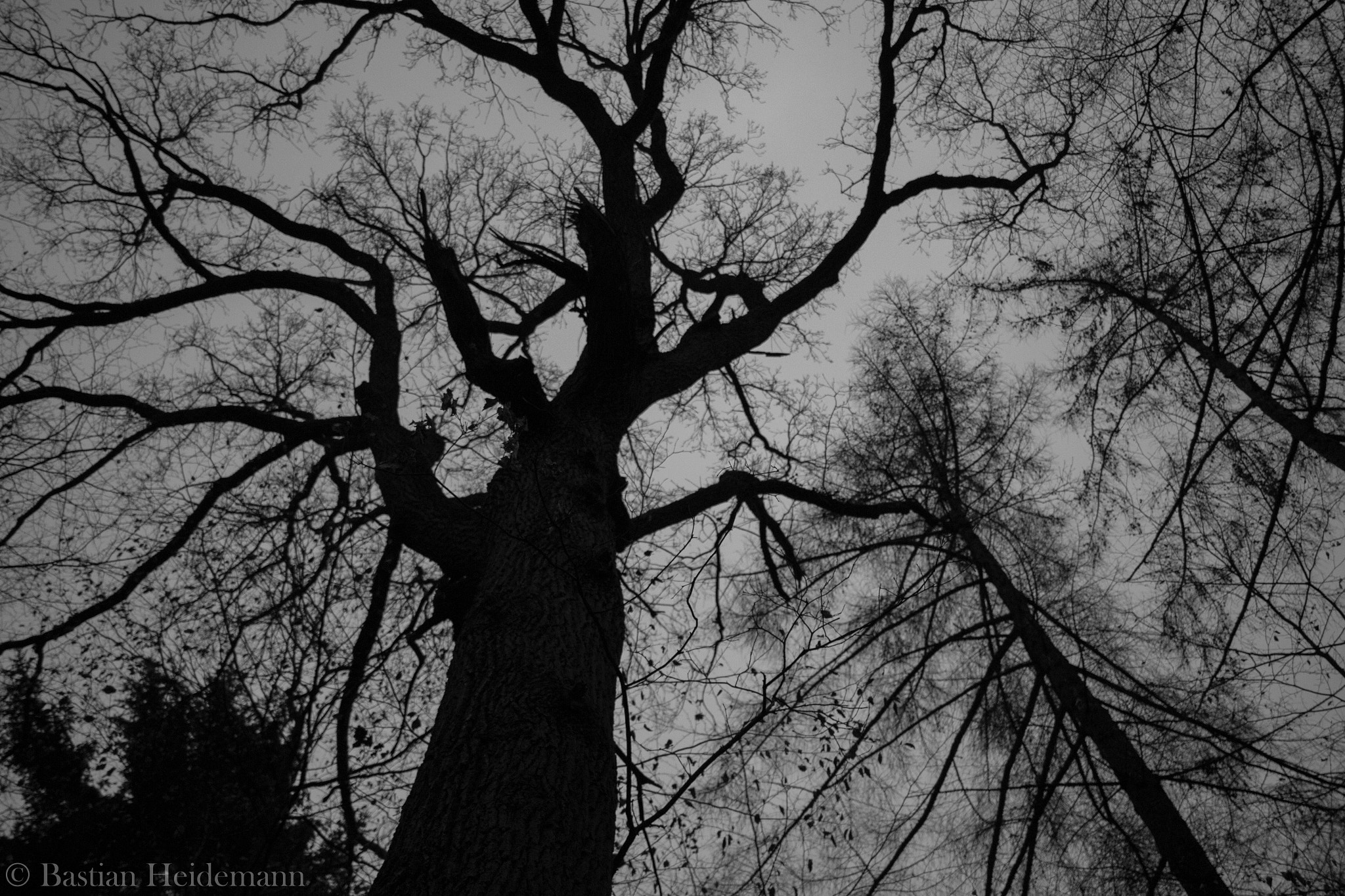 Canon EF-S 24mm F2.8 STM sample photo. Tree photography