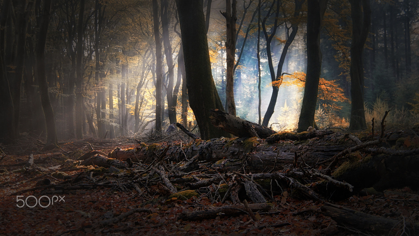 Samsung NX1 + NX 18-200mm F3.5-6.3 sample photo. Mystical forest photography