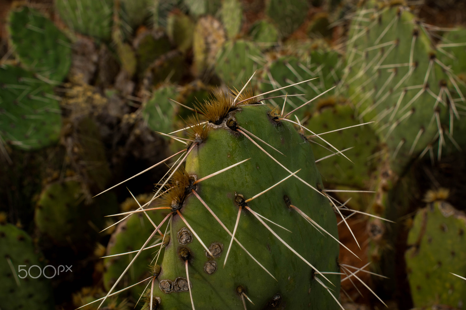 Nikon D3300 + AF Nikkor 24mm f/2.8 sample photo. Cactus photography