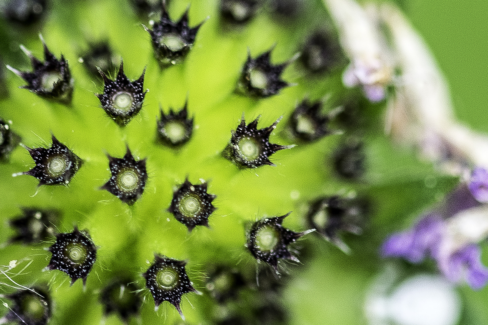 Sigma 105mm F2.8 EX DG OS HSM sample photo. Pic  photography