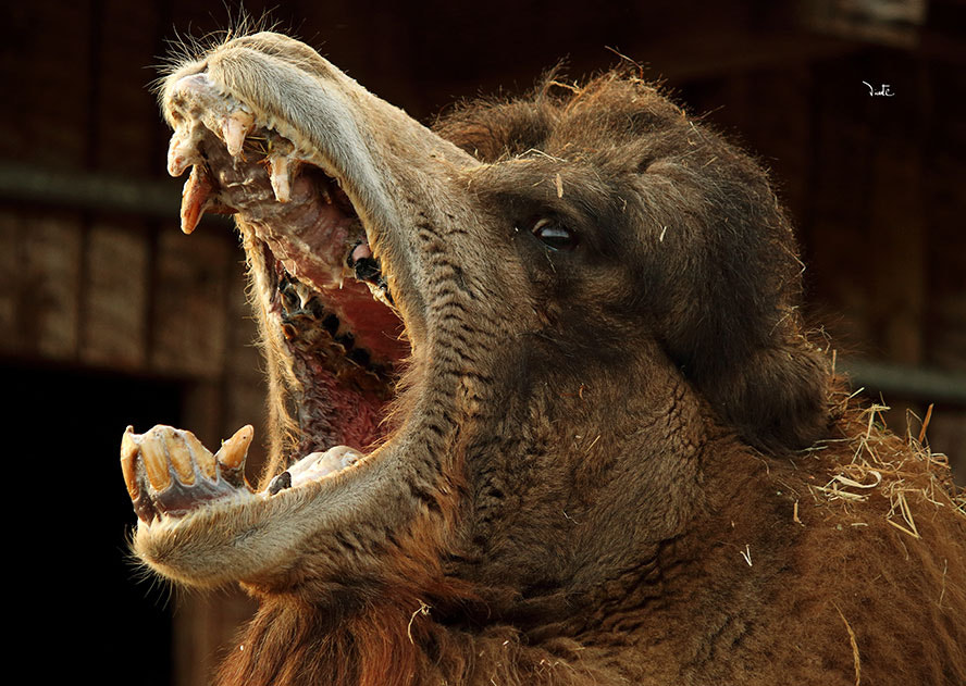 Canon EF-S 55-250mm F4-5.6 IS sample photo. Camel photography