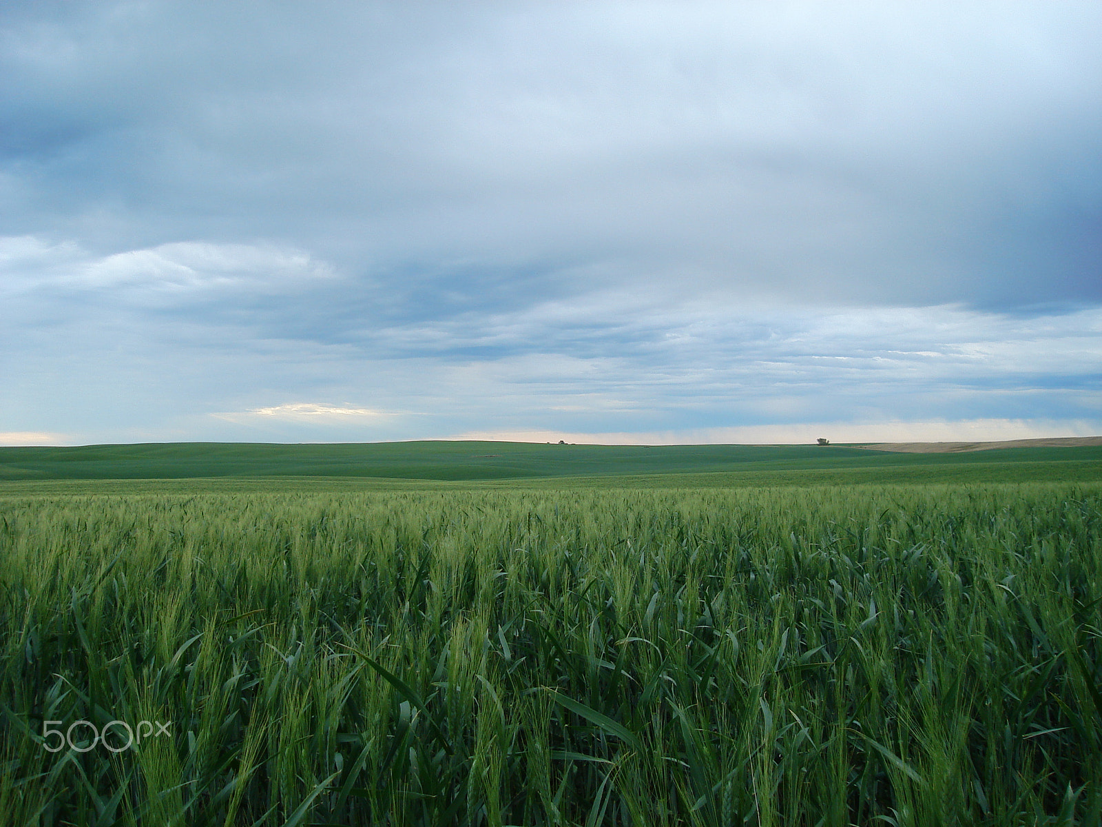 Sony DSC-S600 sample photo. Sea of green - kerrobert, saskatchewan, canada photography