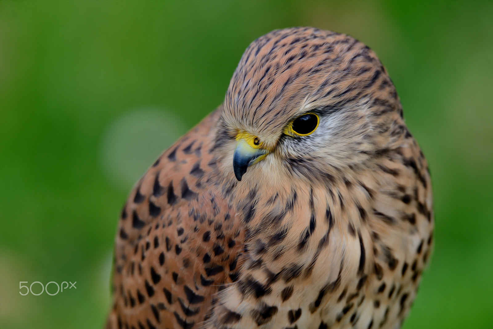 Sigma 150-600mm F5-6.3 DG OS HSM | S sample photo. Don't trust the cutie photography