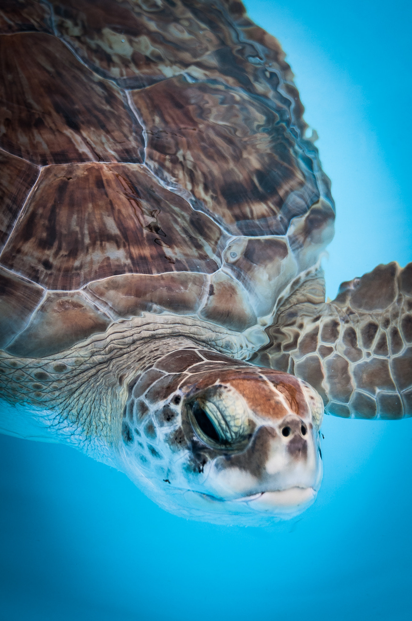 Nikon D300S sample photo. Hawksbill sea turtle photography