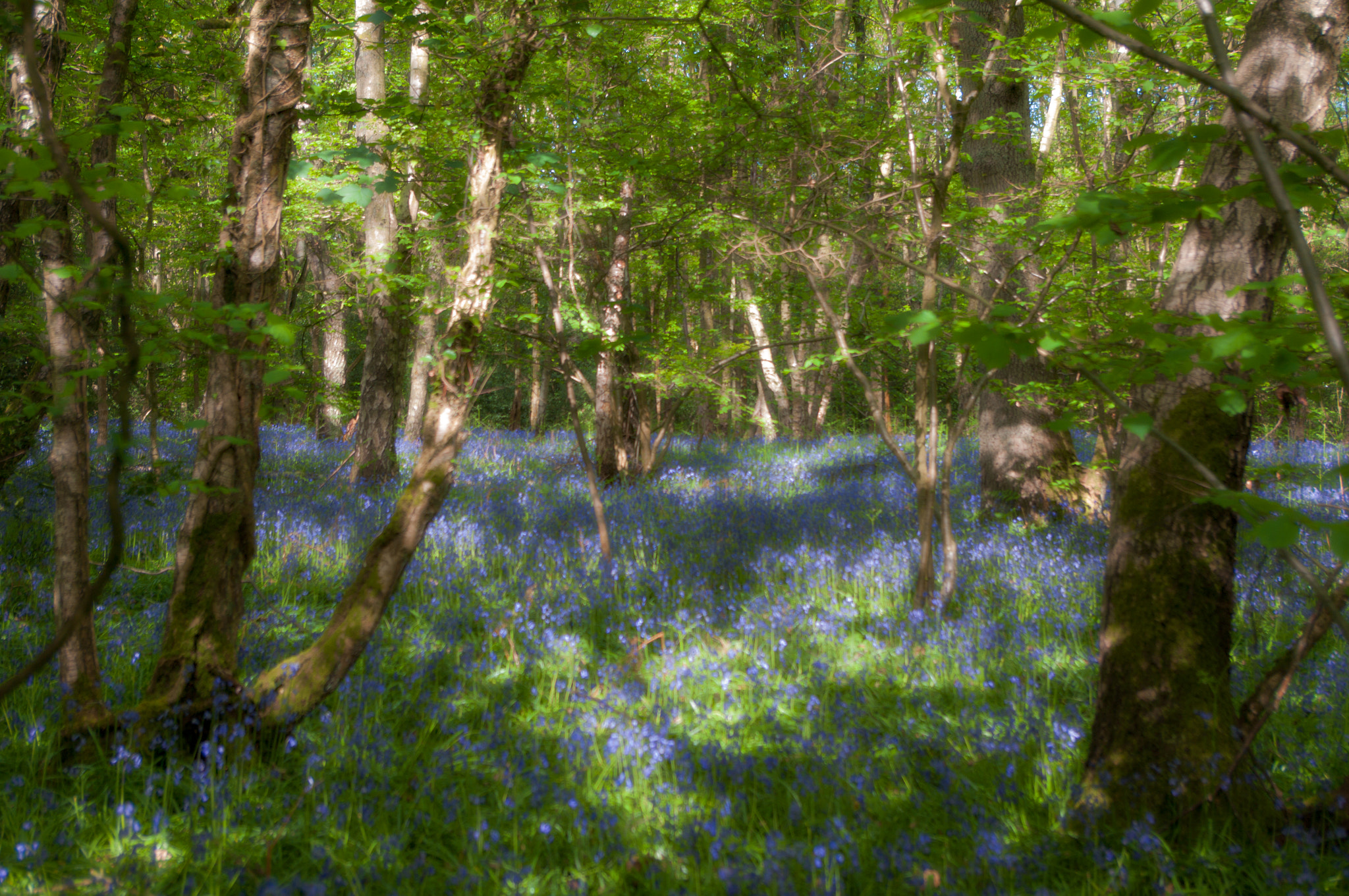 Pentax K-7 sample photo. Bluebells and birches photography