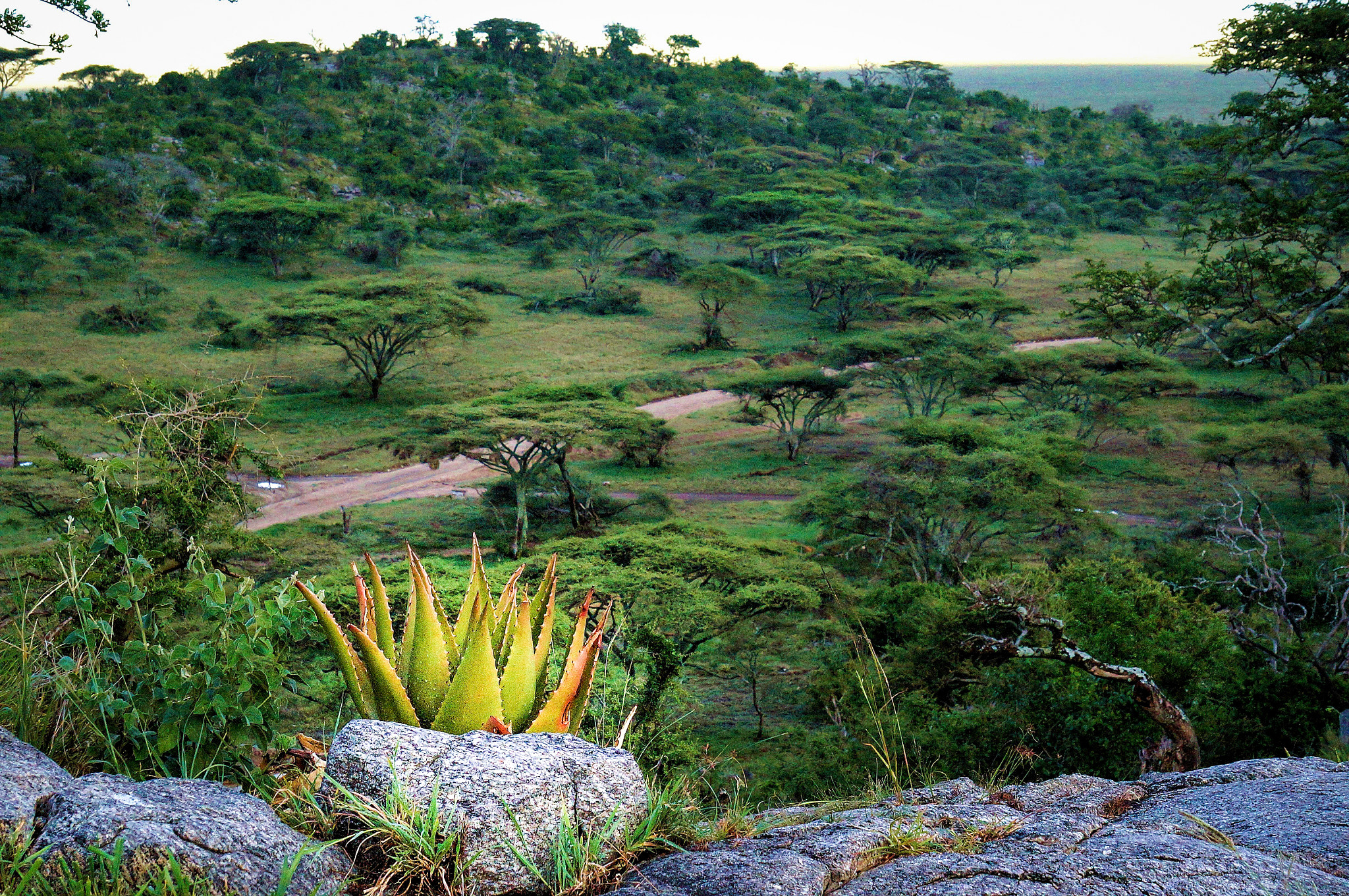 Sony Alpha NEX-3N sample photo. Landscape with cactus photography