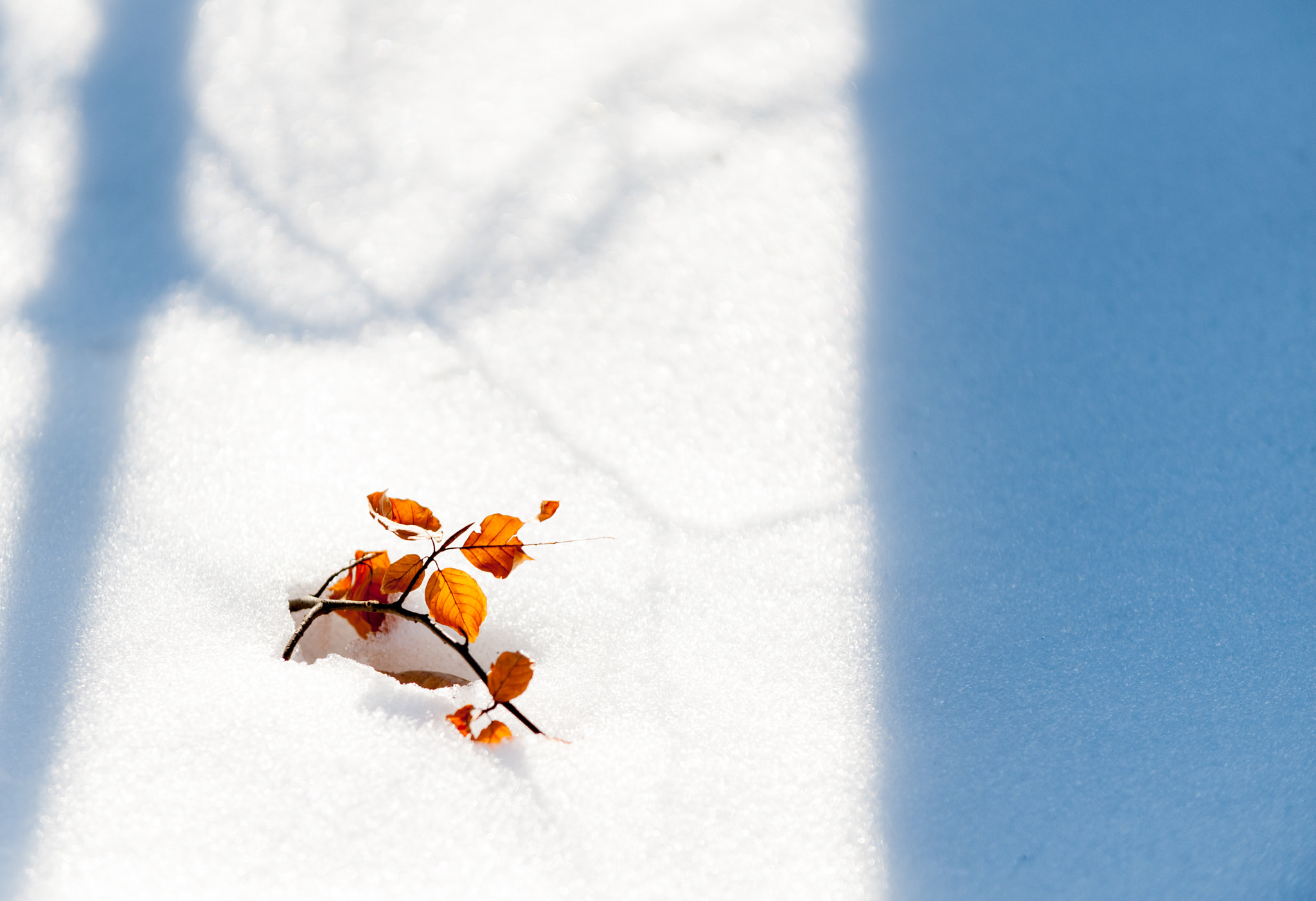 AF-S Zoom-Nikkor 80-200mm f/2.8D IF-ED sample photo. Little tree in winter photography