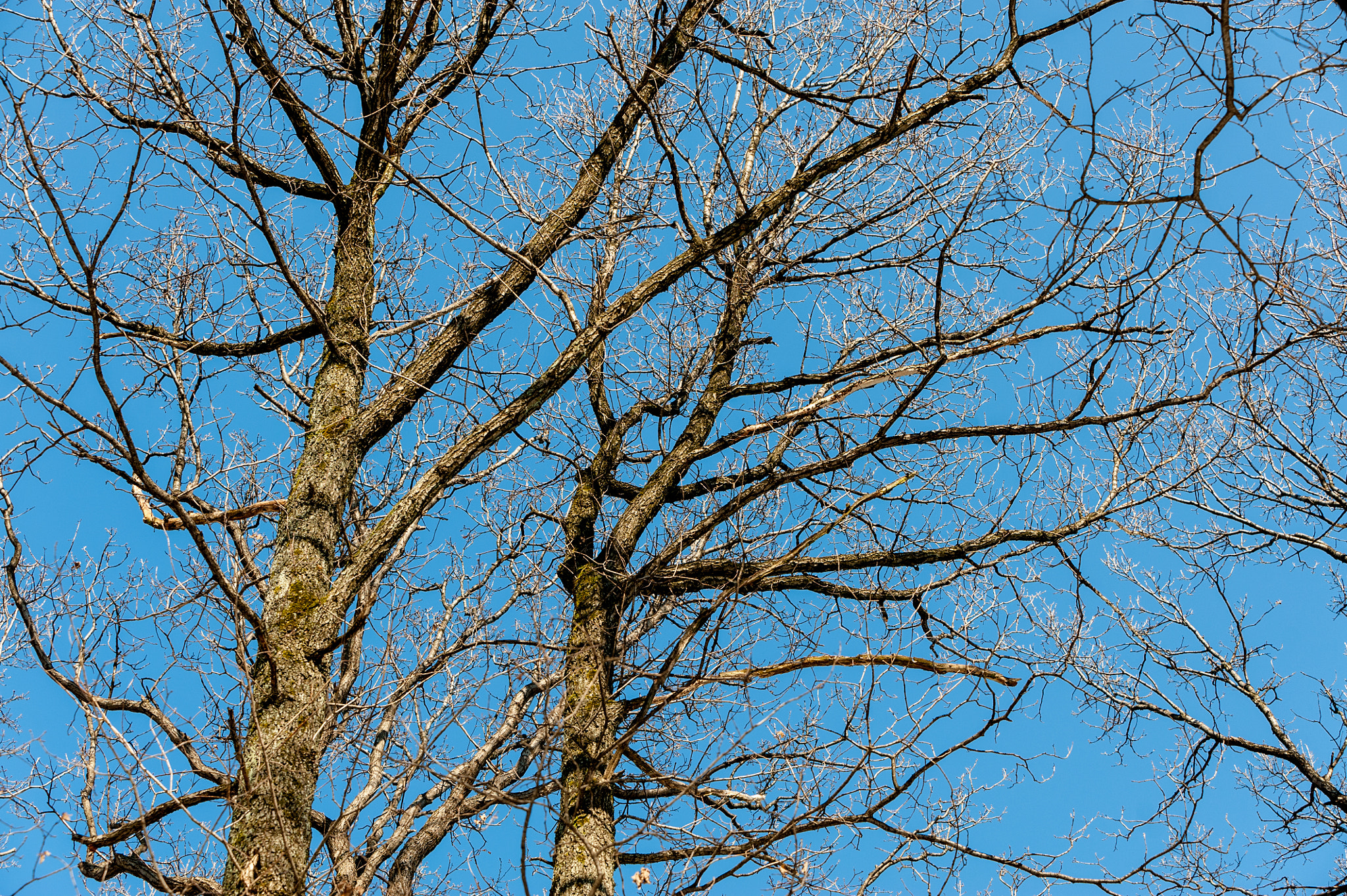 Nikon D700 + AF-S Zoom-Nikkor 80-200mm f/2.8D IF-ED sample photo. Tree likes sun photography