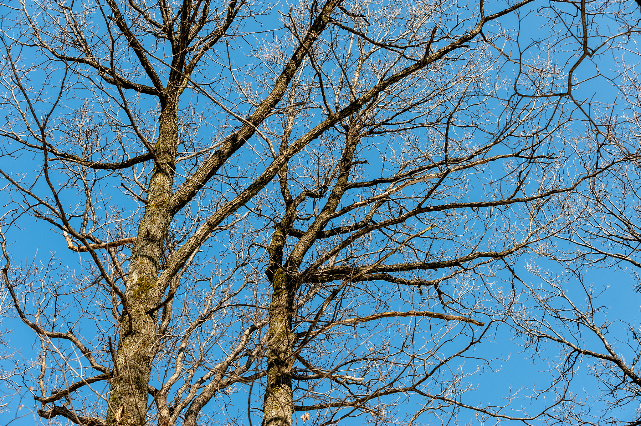 AF-S Zoom-Nikkor 80-200mm f/2.8D IF-ED sample photo. Tree likes sun photography