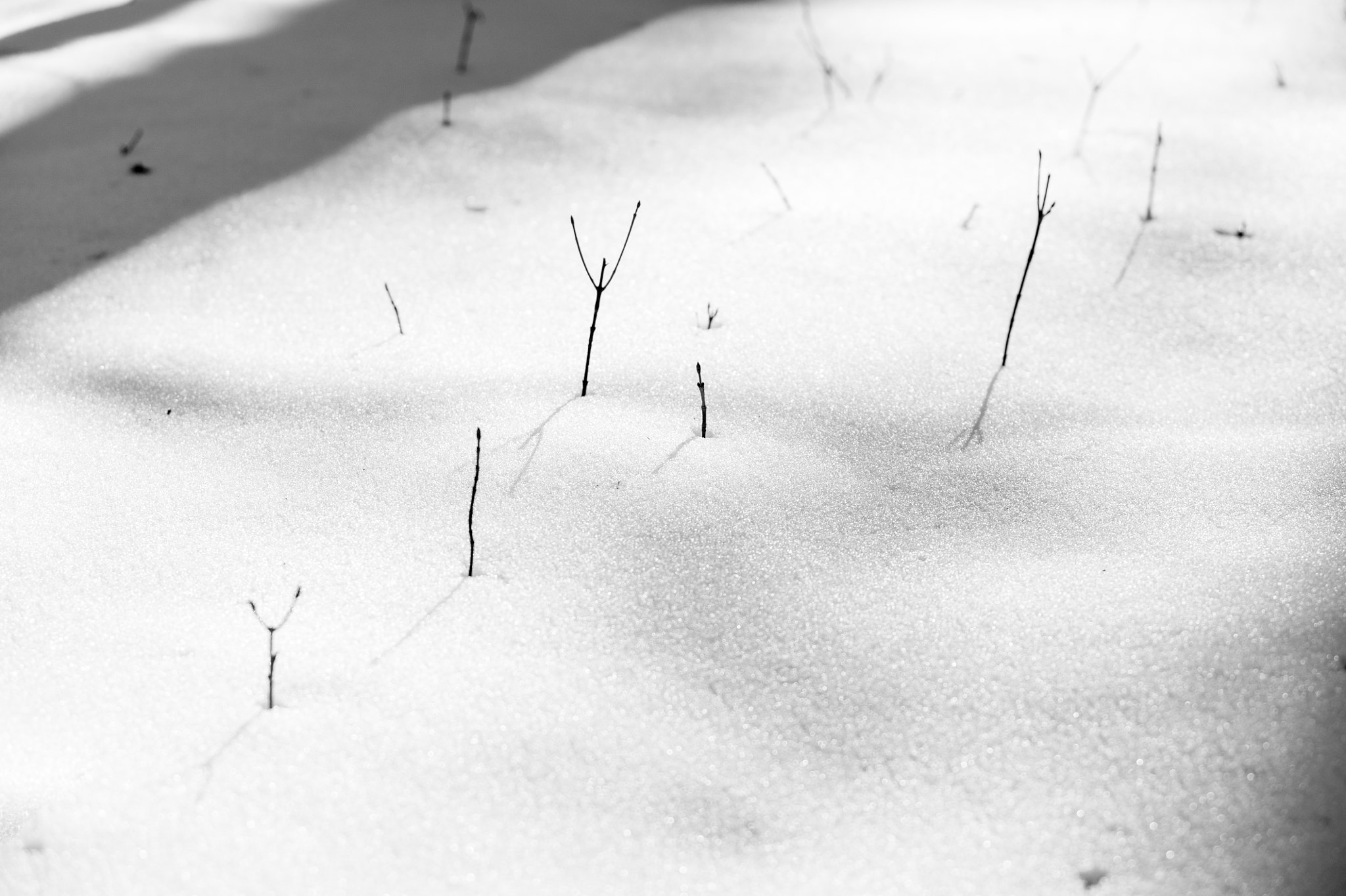 Nikon D700 + AF-S Zoom-Nikkor 80-200mm f/2.8D IF-ED sample photo. I would like stand with little trees in snow or sugar photography