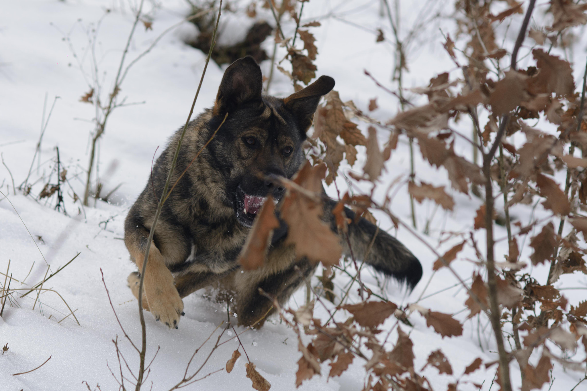 Nikon D7100 + AF Nikkor 85mm f/1.8 sample photo. Dog snow play photography