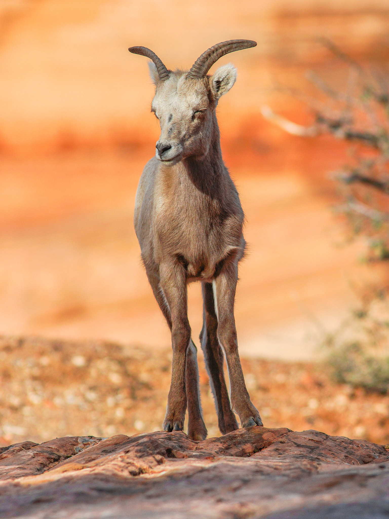 Sony SLT-A77 + Minolta AF 300mm F2.8 HS-APO G sample photo. Lanky yearling- zion ntl park desert bighorn photography